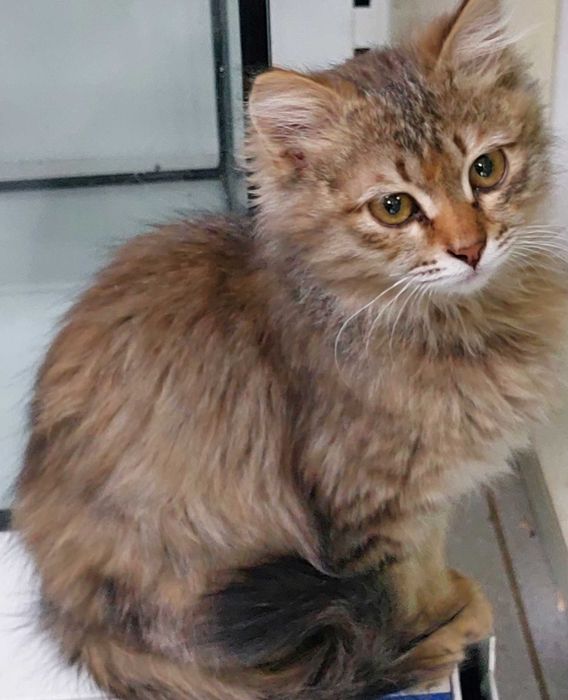 Милая кошечка...