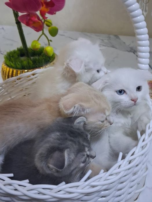 Скотиш фолд 2 месячные котята