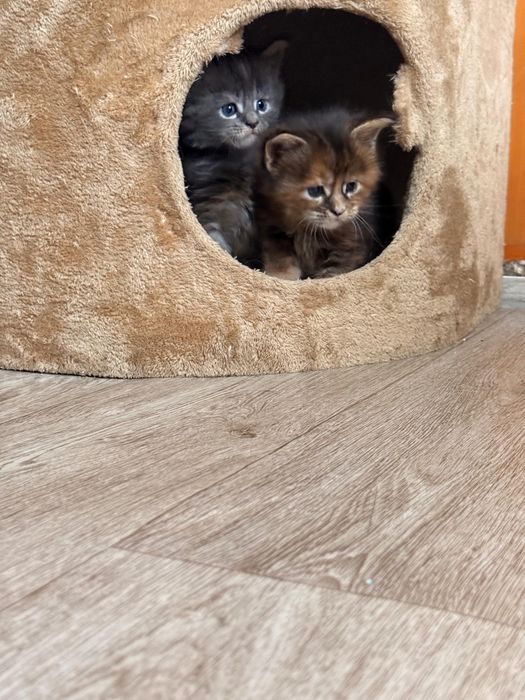 Продам котят Мейн-Кун