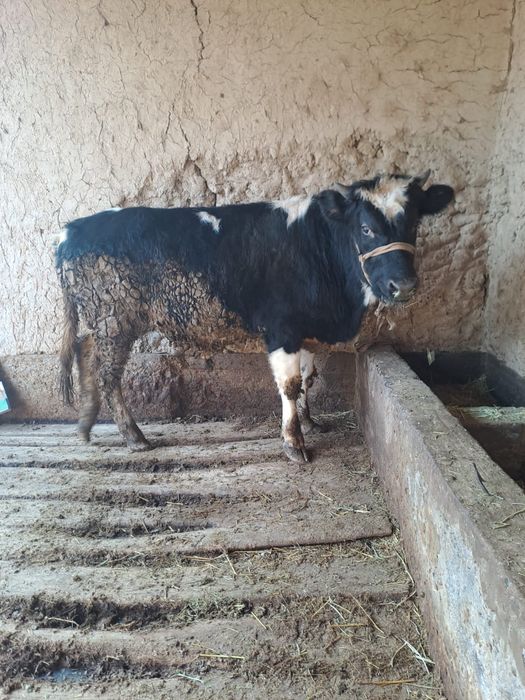 Өгіз сатылады ..