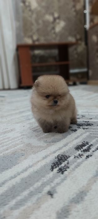 Шпиц мальчик супер миник