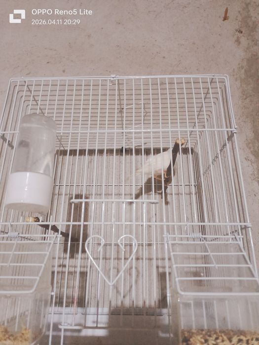 Продается канарейка