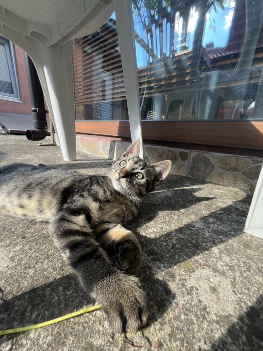Подарявам котенце