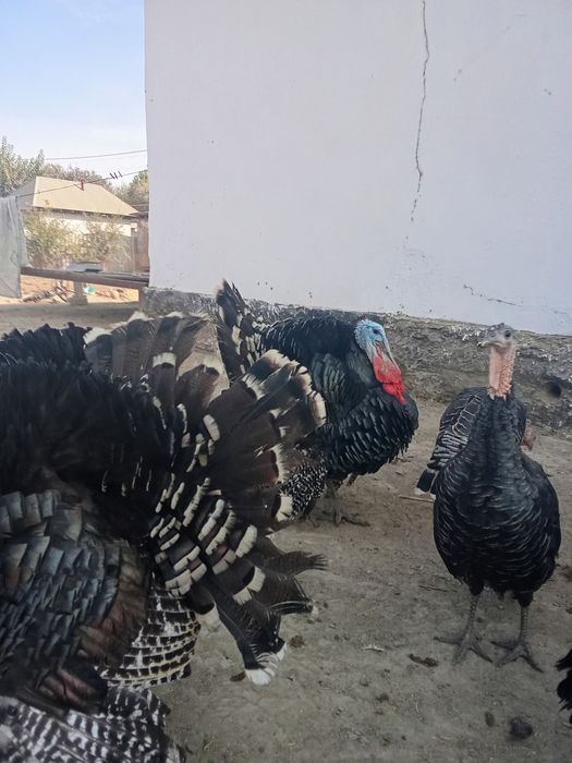 Гибрид индюк 20минг мекендер