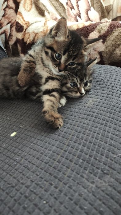 Отдам Котят бесплатно