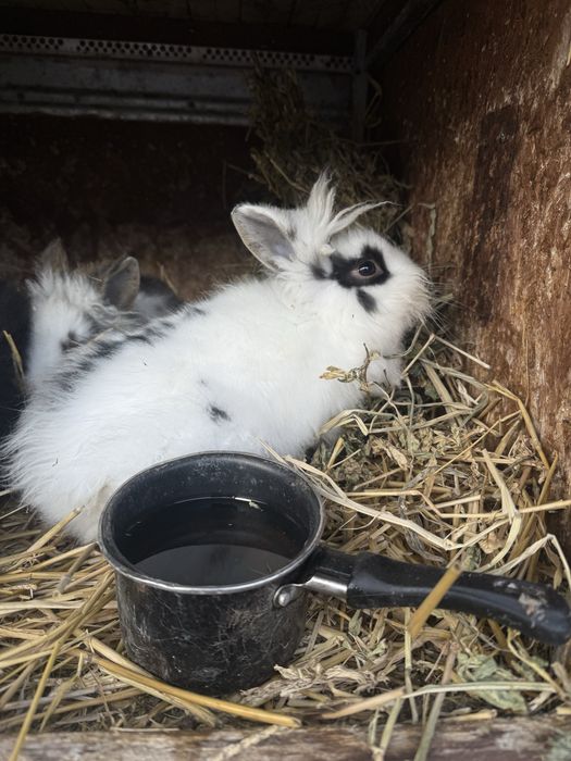 Cap de leu  iepurasi