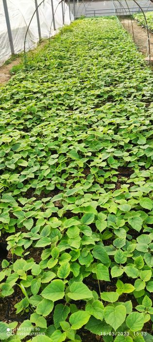 Pavloniya nihollari,  pavloniya FTE koʻchatlari