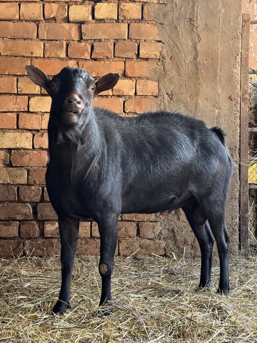 Зотли эчки мурсияна