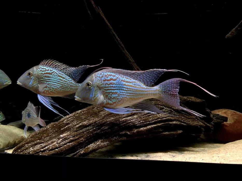 Геофагус свени парана, рыбка, рыбки для аквариума,