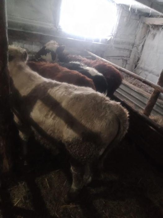 Продам подсосных бычков и телок