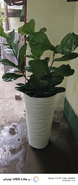 Огромный фикус Лирата