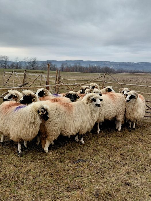 De vanzare oi miori si strămiori