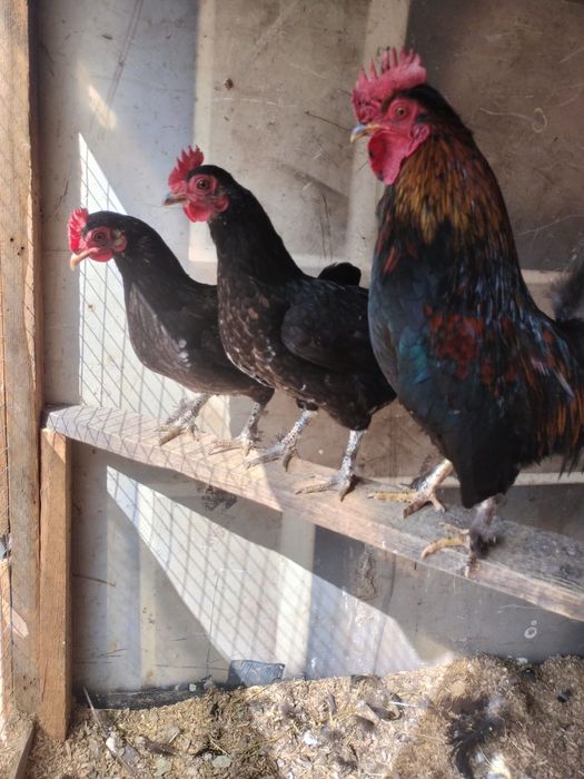 Продается семейка карликовых кур