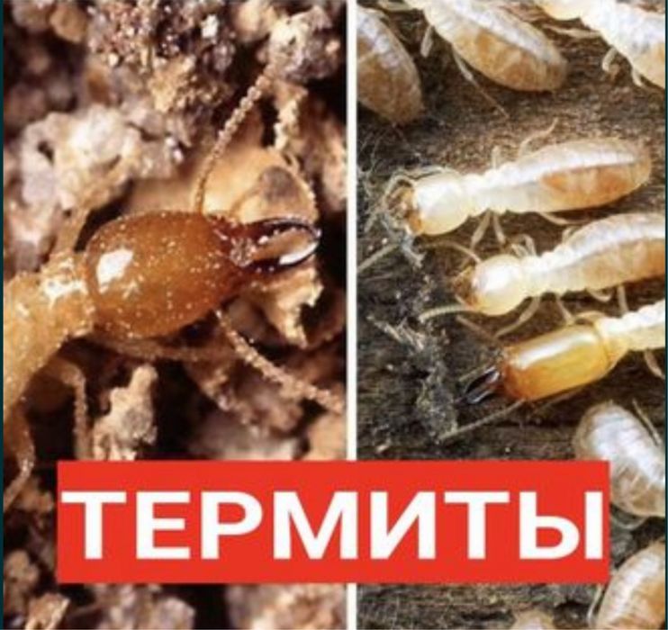 Термит, кандала, таракан, бурге жою