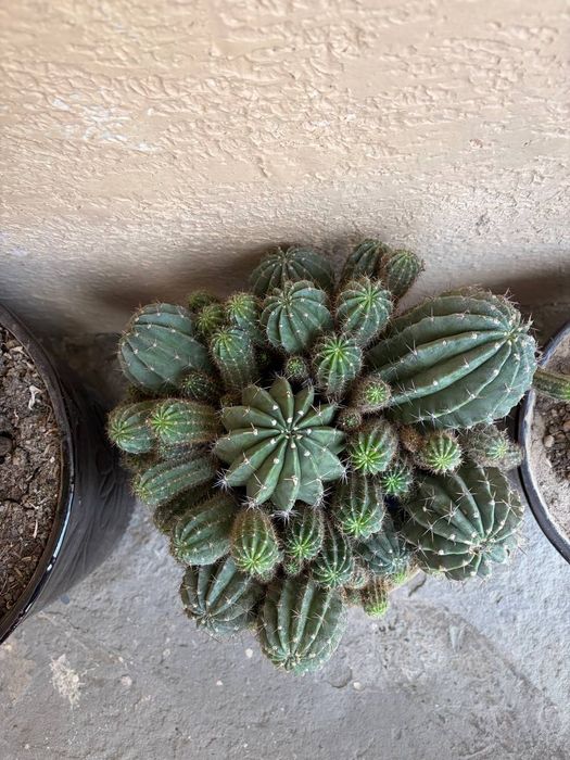 Кактус 4та катта тувакда