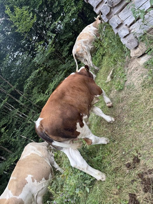 De vânzare vițel de 4 luni