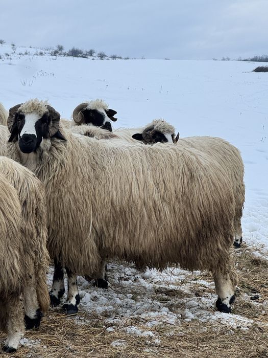 Vând berbeci brezi de la Moldovan  !