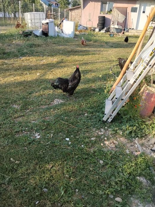 Vind 2 cocoși austrolop virată 1 an
