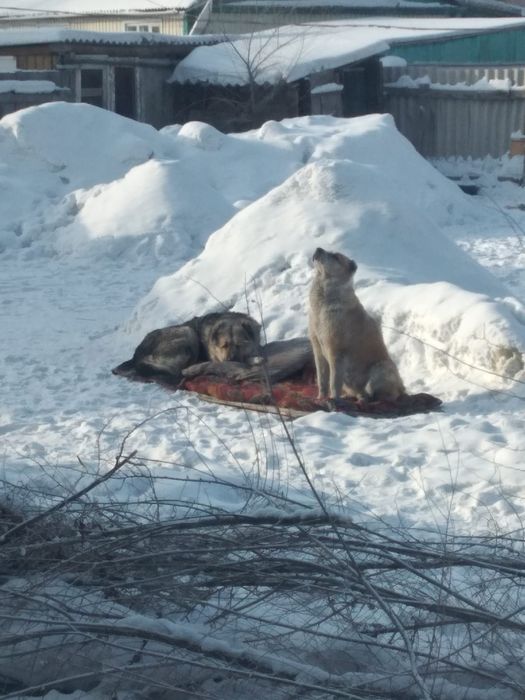 Алабай тобет 3 года кабель