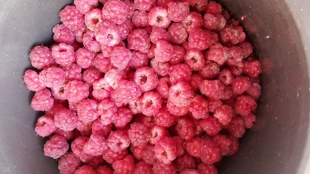 Kuzgi mavsumda MALINALAR pishdi