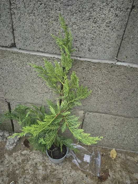 Leylandii 70cm (cel mai mic pret de pe piata)