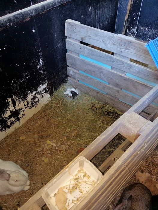 Vănd iepuri toate mărimile