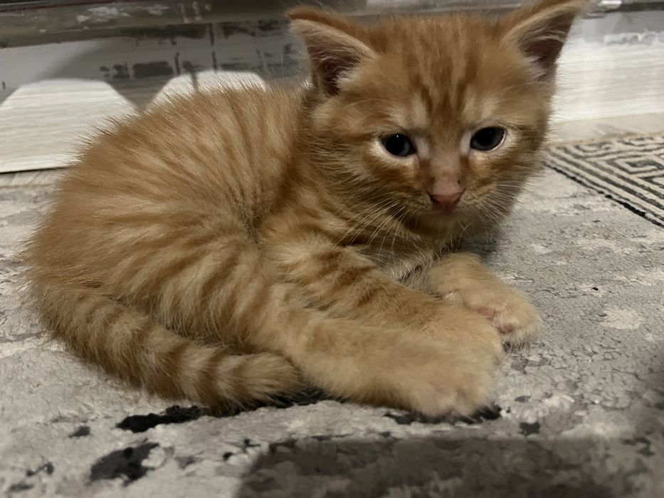 Отдам котенка бесплатно
