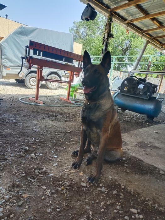 Бельгийский овчарка