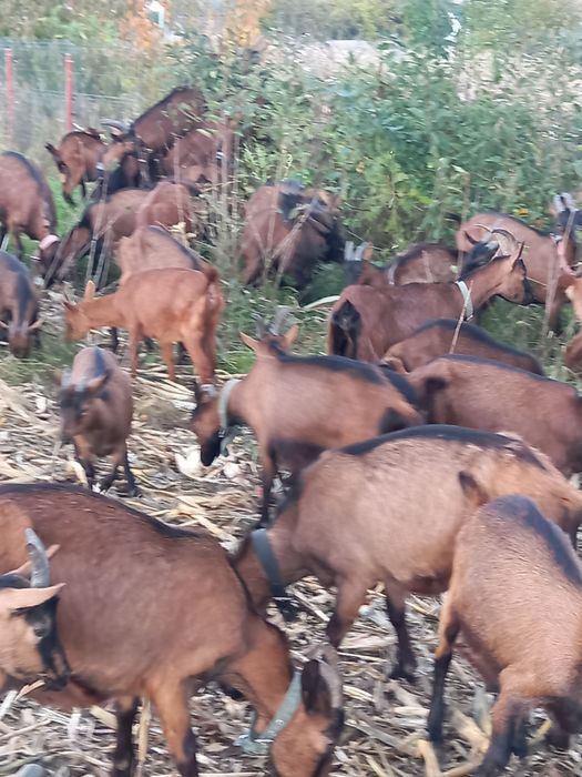 De vânzare toate,am si branza,pret negociabil la fata locului sau prin telefon 0757262822/0746356315.
