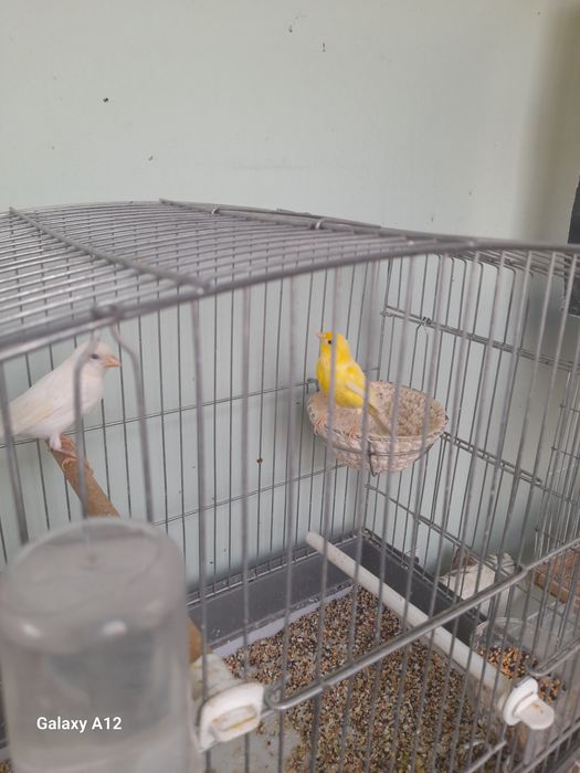 Хар хил рангли канарейкалар сотилади.