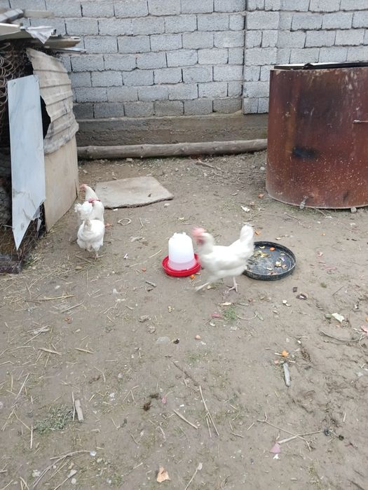 Продается курица