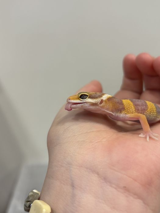 Малыши эублефара ищут новый дом