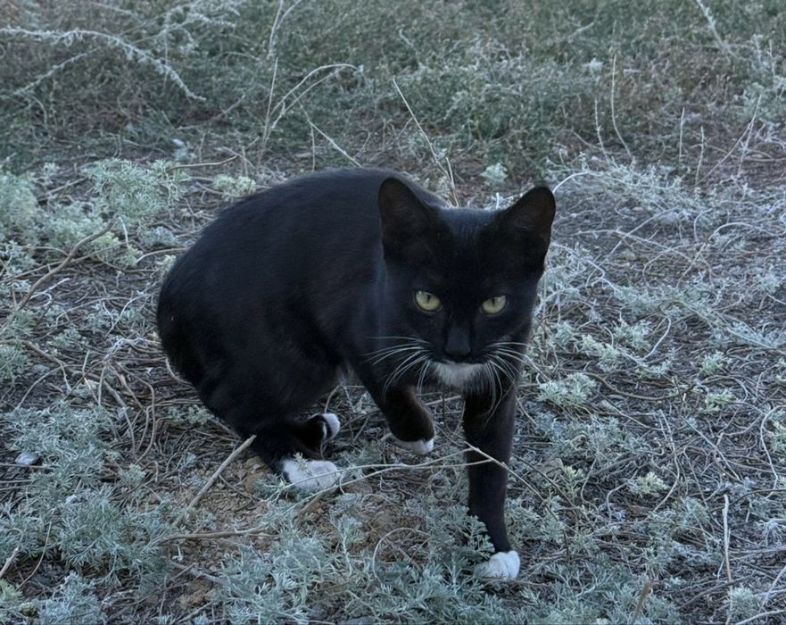 Отдам кошечек в добрые руки