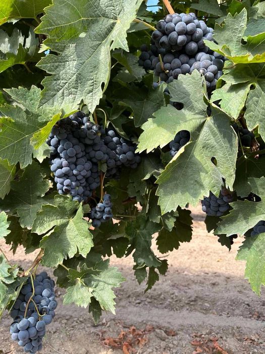 Продавам винено грозде