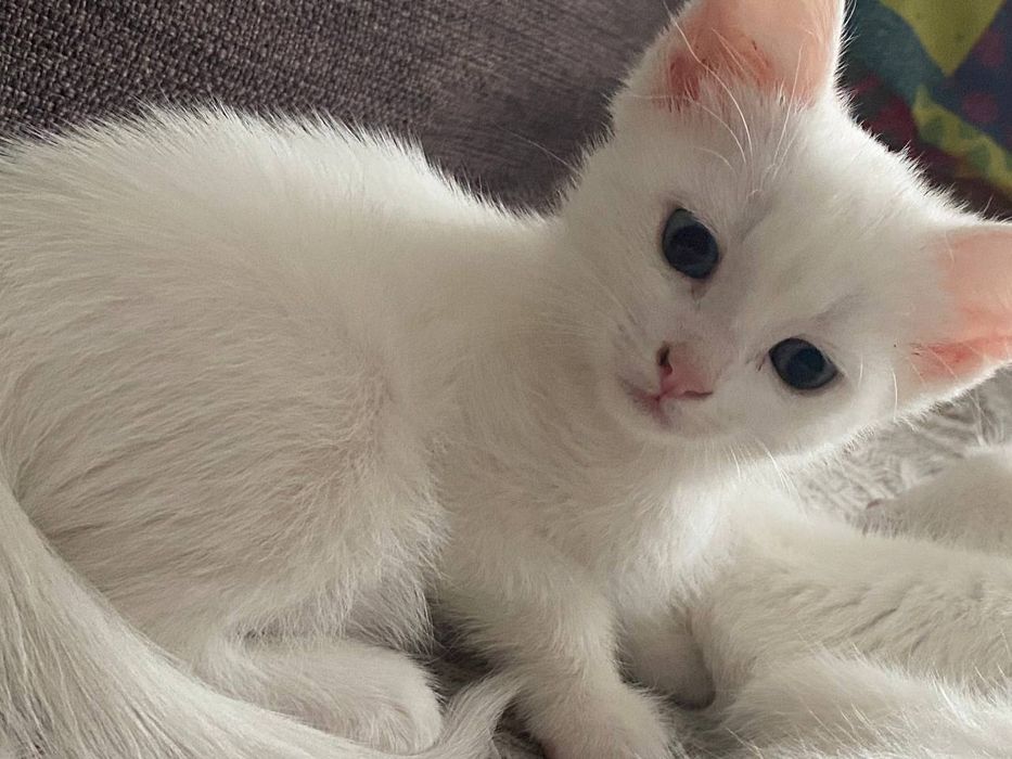 Котёночек  Ангора