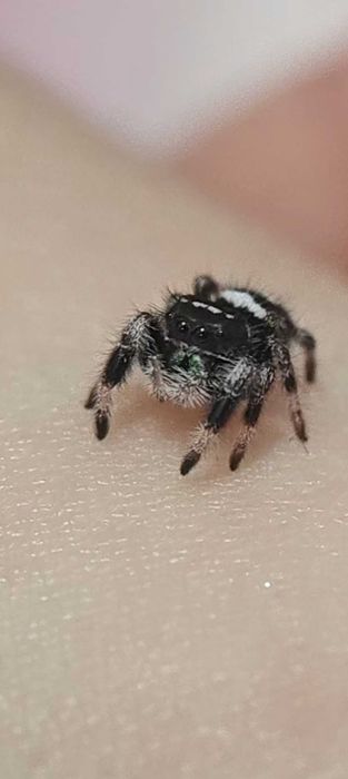 Paianjen saritor Phidippus regius