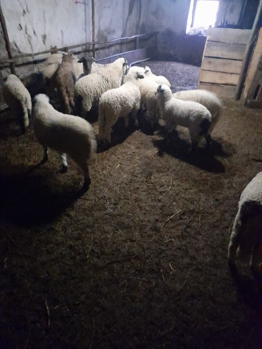 Oi și miei de vânzare