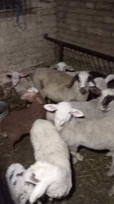 Продават се овце и агнета