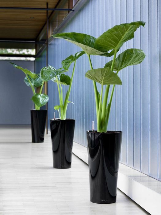 Цветы офисные растения Ofis gullari GUL Оптом!