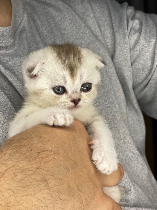 Шотландские котята