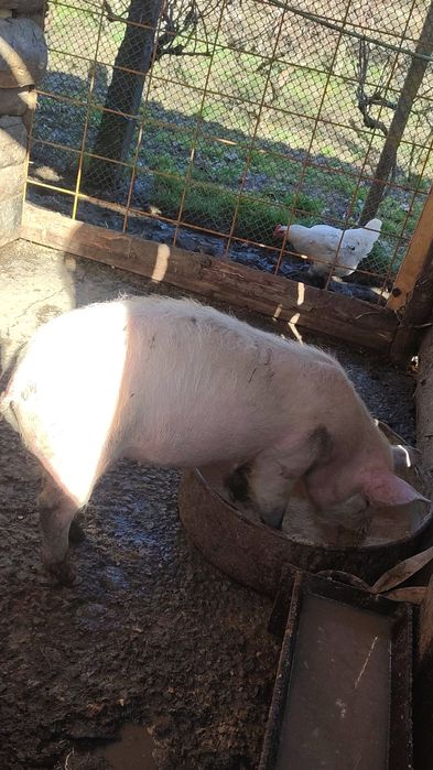 Purcelușe marele alb original