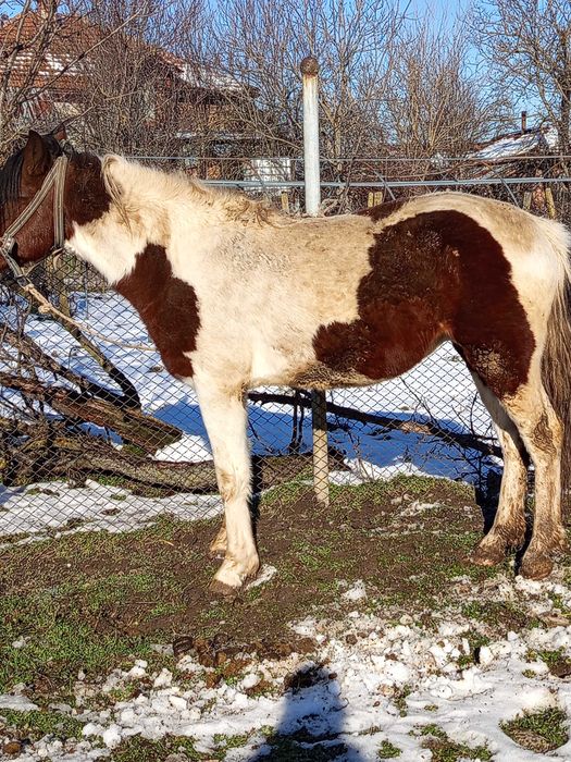 Продава се мъжки жребец.