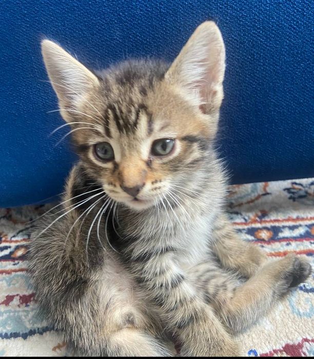 Котенок/кот/котенок