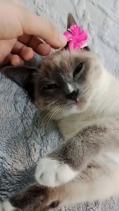 Сиамская кошка чистоплотна