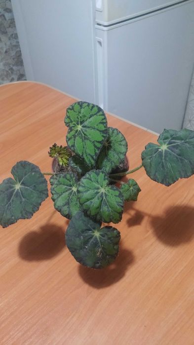 Бегония тигровая