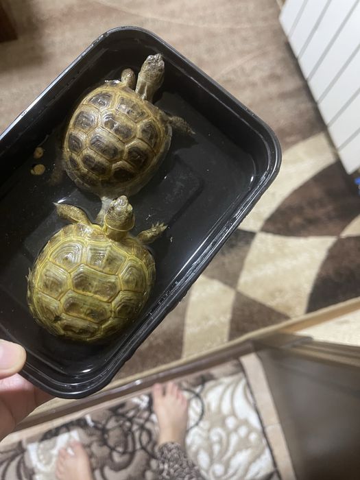 Черепаха сухопутная мальчик девочка пара