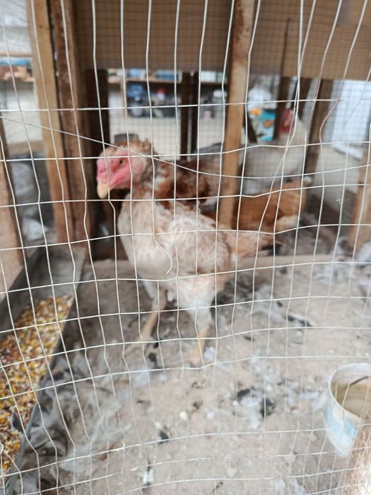 Bobo tovuq sotiladi srochna