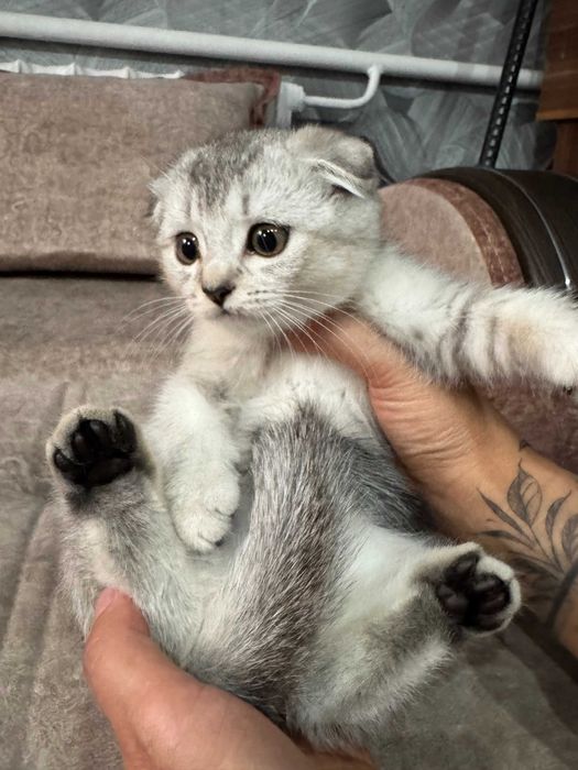 шиншилла серебро