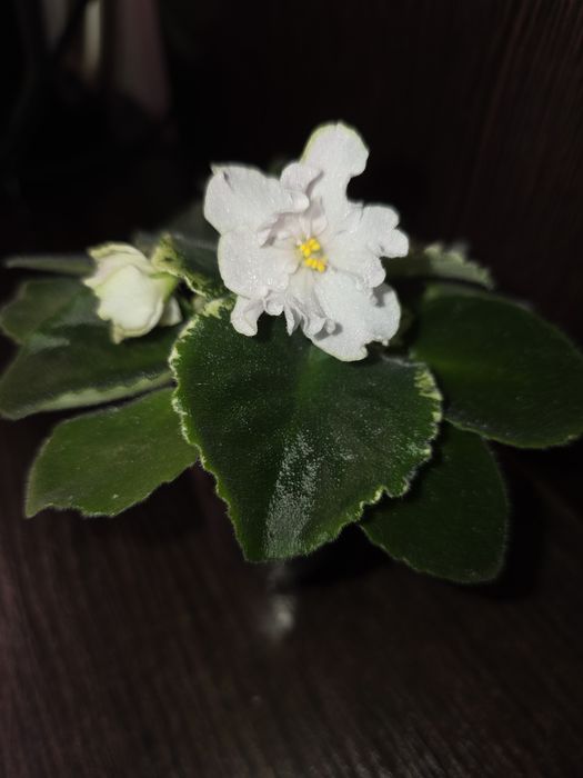 Фиалки белые. Продам.