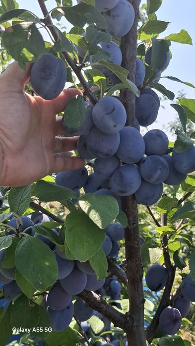 Prune proaspete de vânzare – Soiurile Stanley și Anna Spath